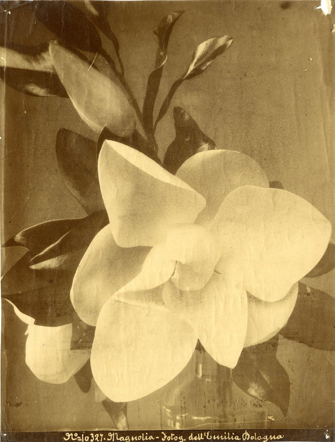 Magnolia - Fiore (positivo) di Poppi, Pietro (ditta) (XIX)