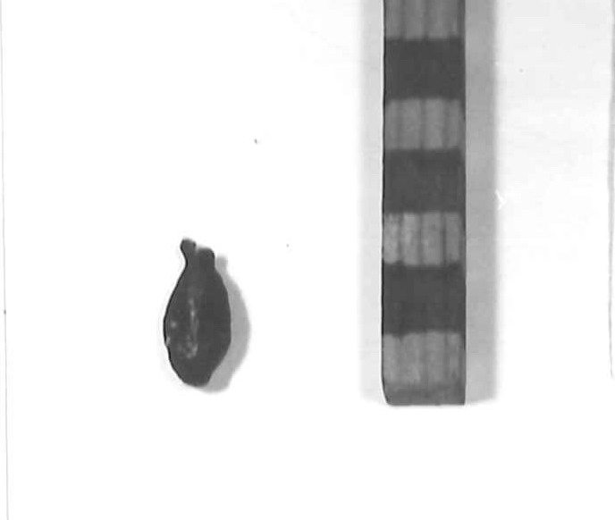 conchiglia cyprea (sec. VI a.C)