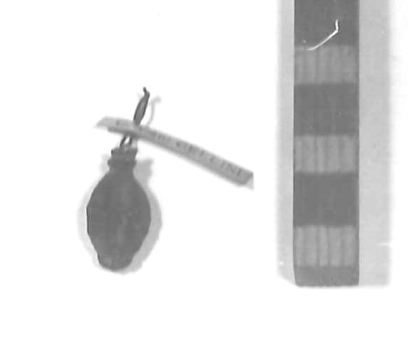 conchiglia cyprea (sec. VI a.C)