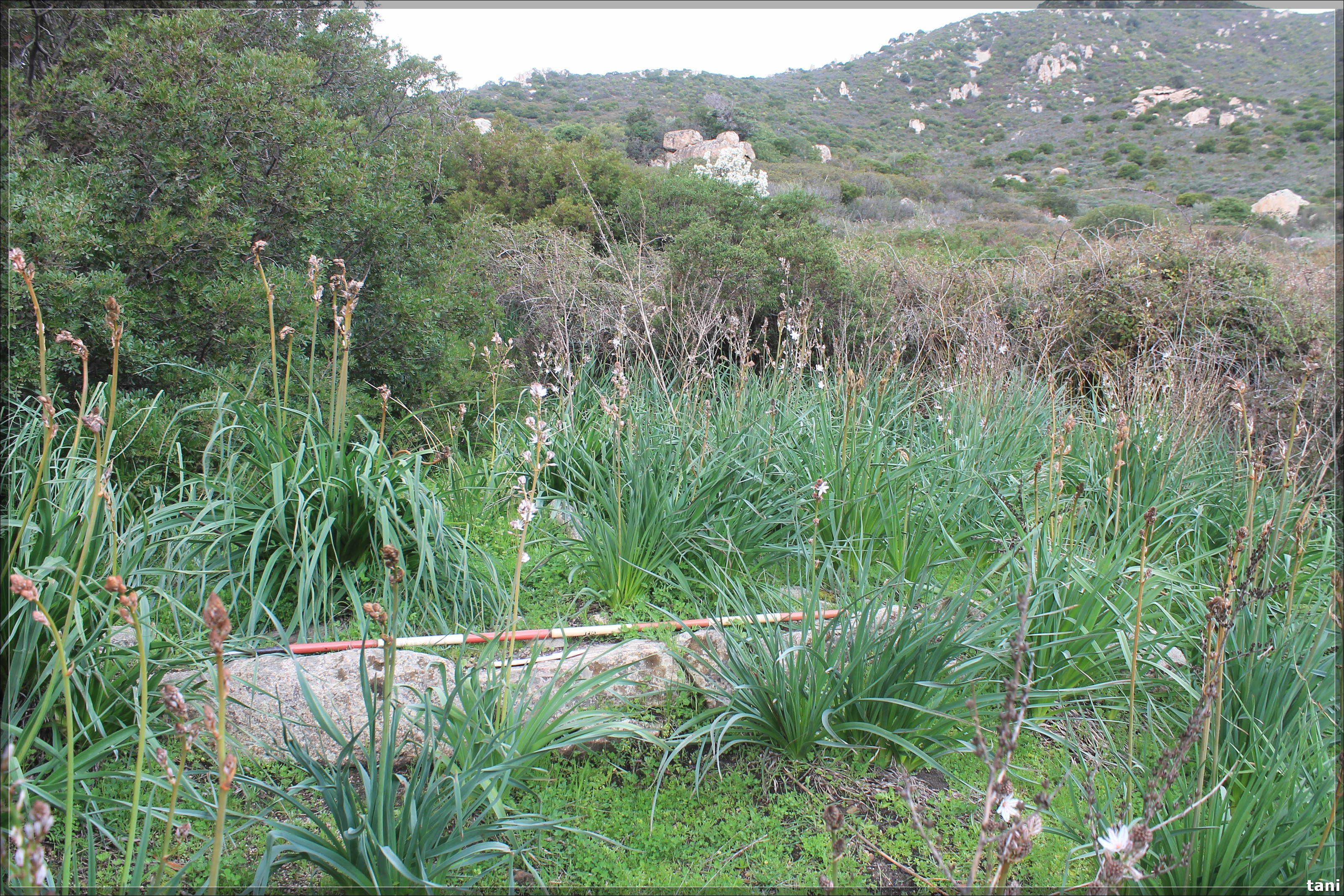 Insediamento nuragico Procili Giuanne Acca (insediamento nuragico, villaggio) - Quartu Sant'Elena (CA)  (Età del Bronzo medio-Età del Bronzo finale)