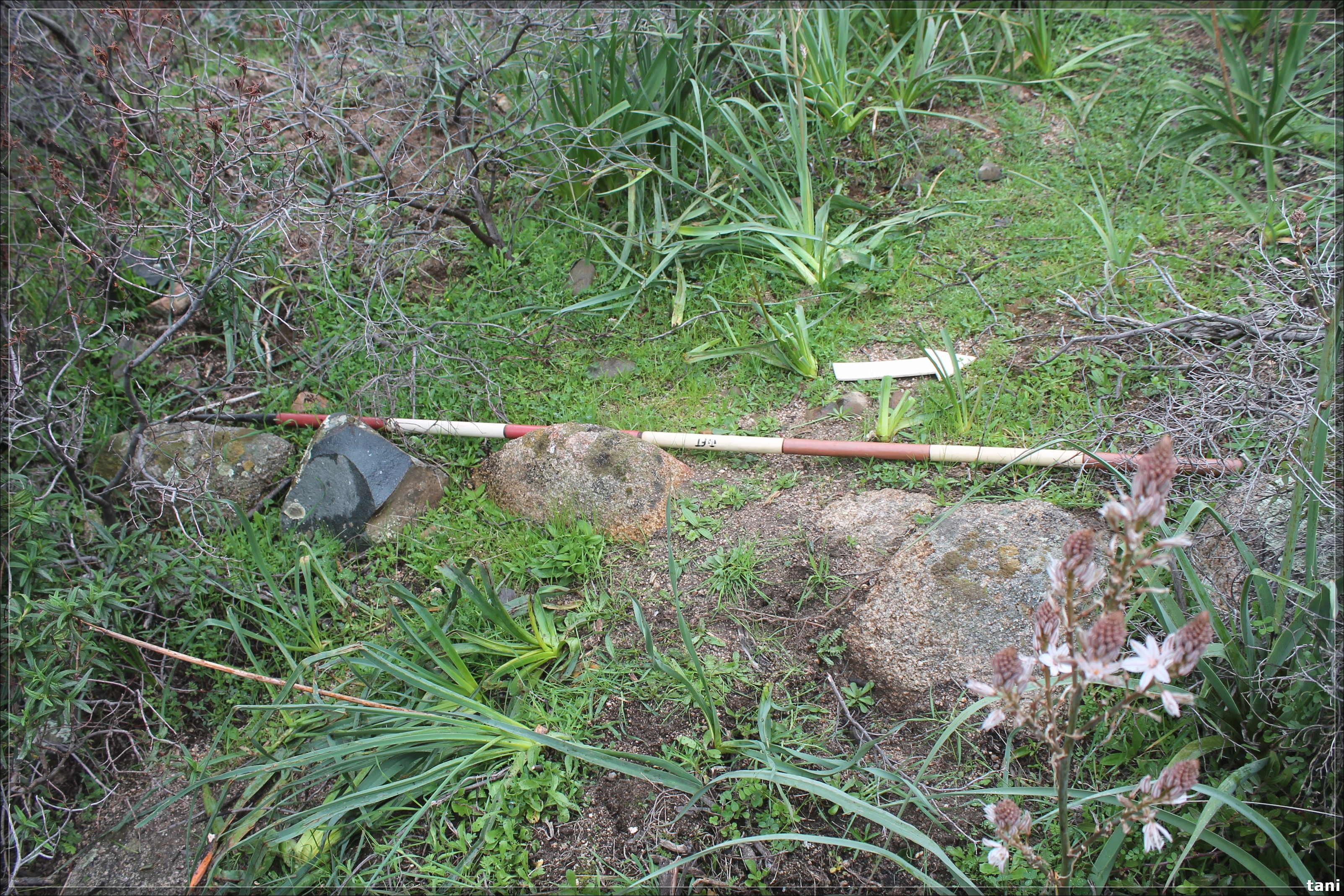 Necropoli Procili Giuanne Acca (necropoli) - Quartu Sant'Elena (CA)  (Età romana imperiale)