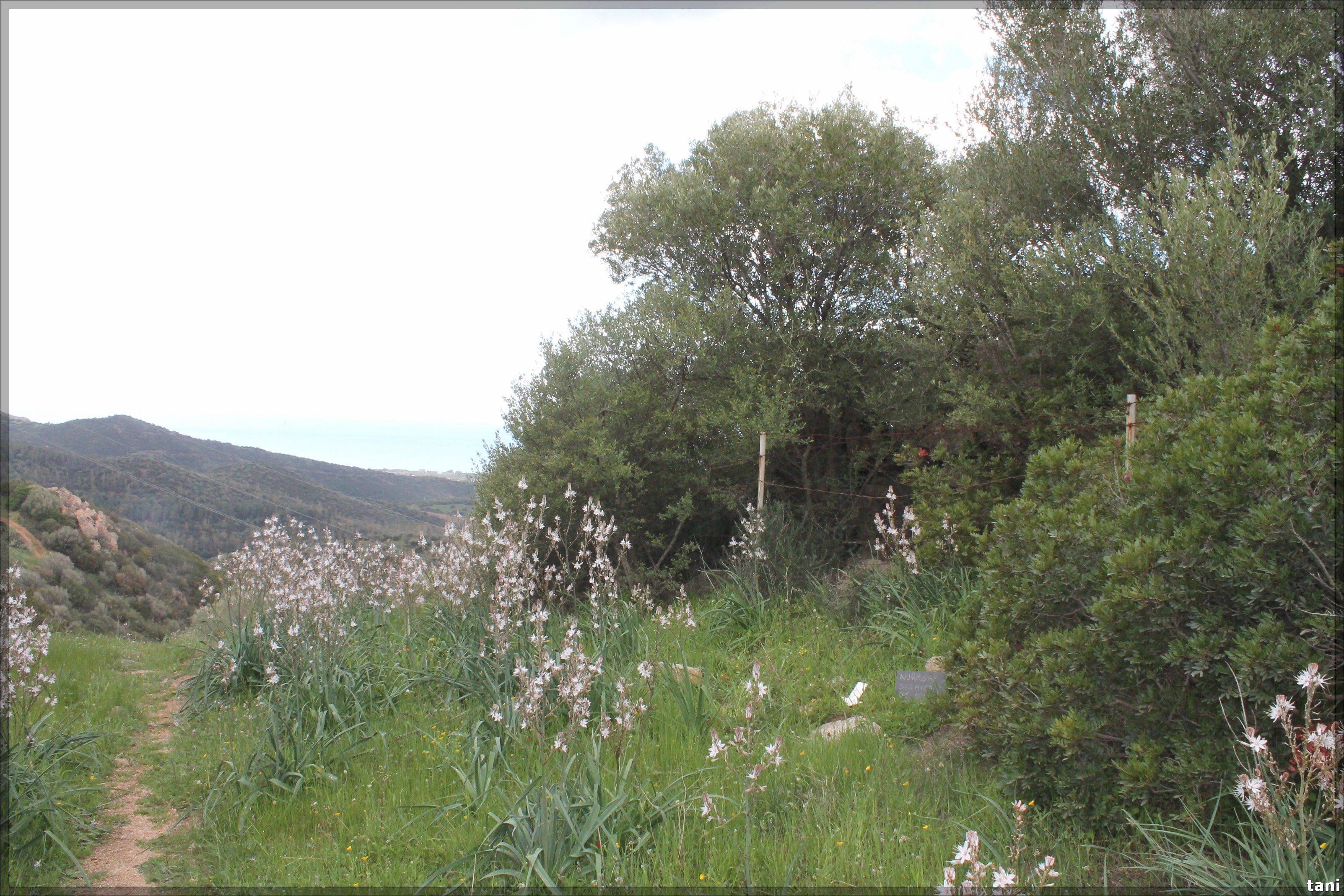 Nuraghe Sighientu de Mesu (nuraghe, insediamento fortificato) - Quartu Sant'Elena (CA)  (Età del Bronzo medio-Età del Bronzo finale)