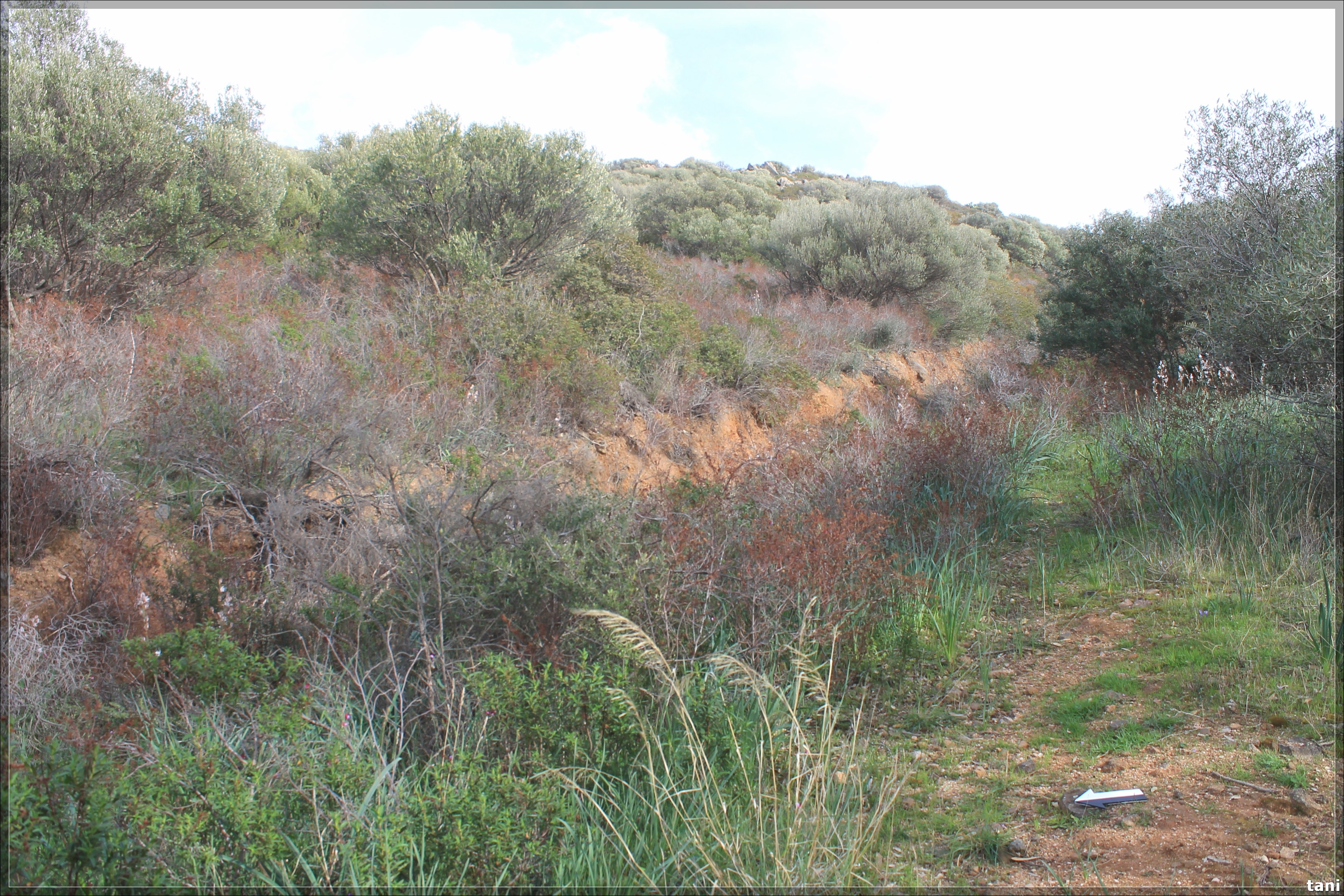 Insediamento nuragico Nuraghe Serra Paulis (insediamento nuragico, nuraghe/ villaggio) - Quartu Sant'Elena (CA)  (Età del Bronzo medio-Età del Bronzo finale)