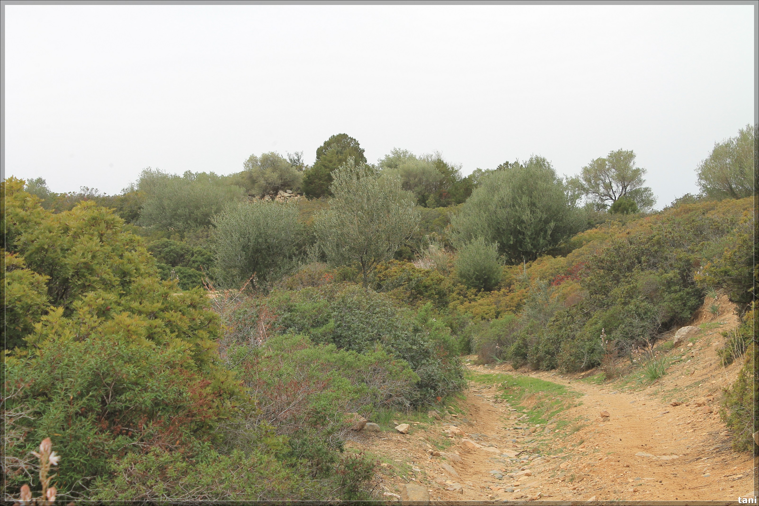 Nuraghe Tuvu Mannu (nuraghe, insediamento fortificato) - Quartu Sant'Elena (CA)  (Età del Bronzo medio-Età del Bronzo finale)