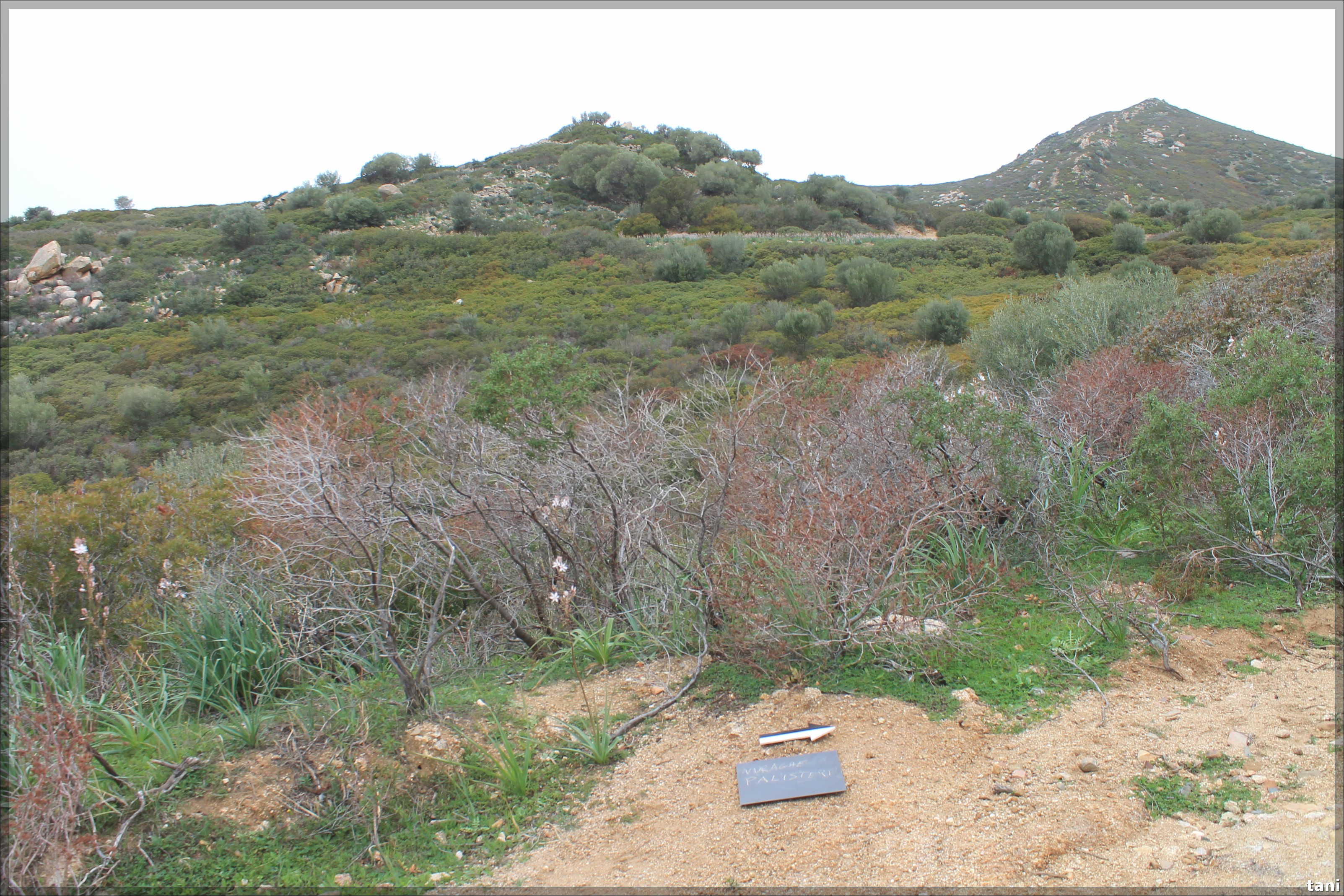 Insediamento nuragico Nuraghe Palisteri (insediamento nuragico, nuraghe/ villaggio) - Quartu Sant'Elena (CA)  (Età del Bronzo medio-Età del Bronzo finale)