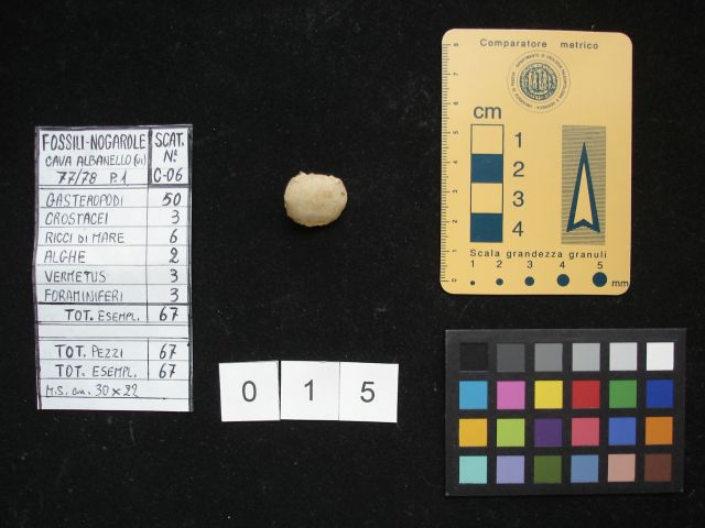 fossile (crostaceo, esemplare)