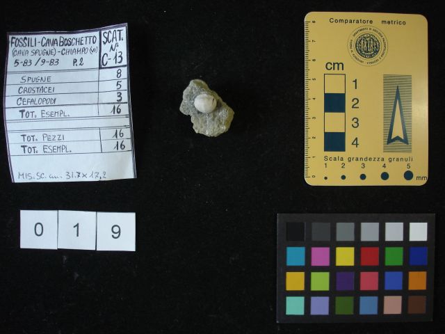 fossile (crostaceo, esemplare)