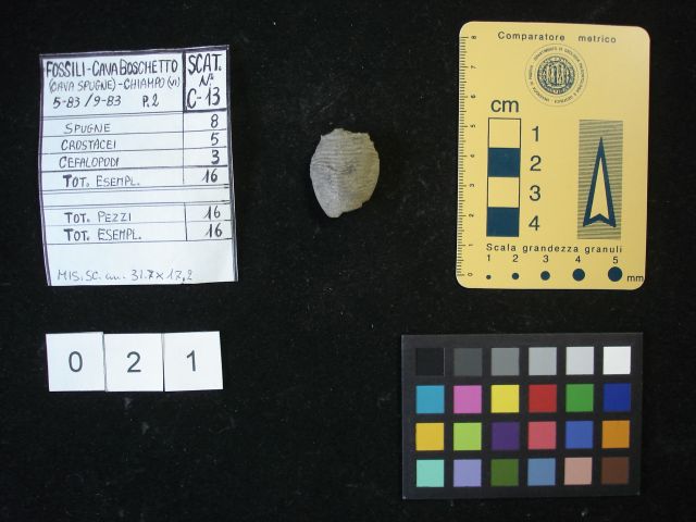 fossile (crostaceo, esemplare)