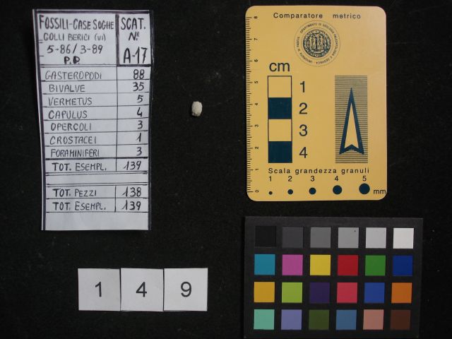 fossile (crostaceo, esemplare)