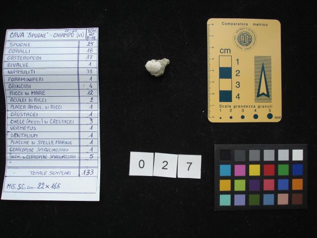 fossile (crostaceo, esemplare)