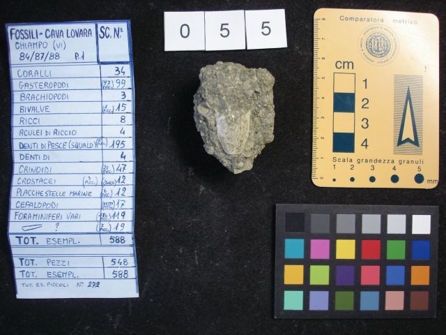 fossile (crostaceo, esemplare)