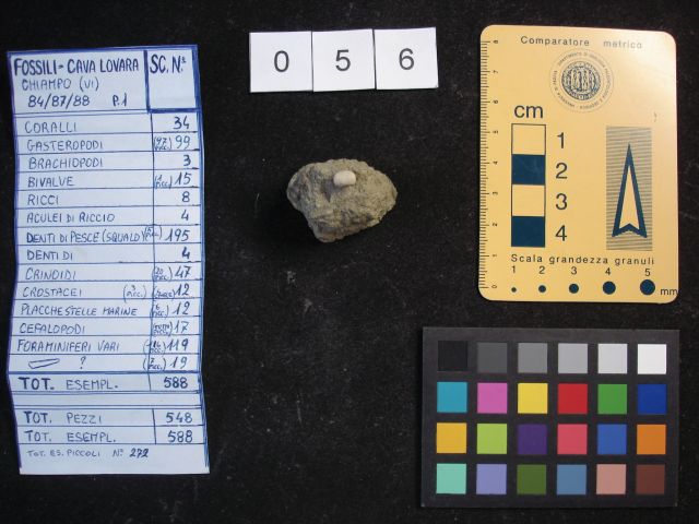 fossile (crostaceo, esemplare)