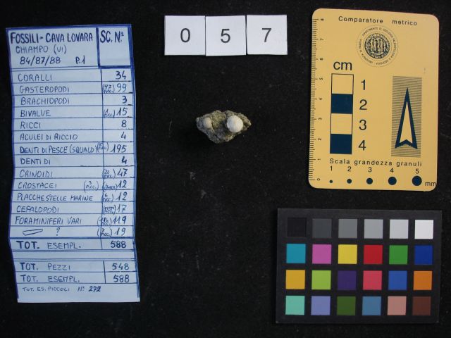 fossile (crostaceo, esemplare)