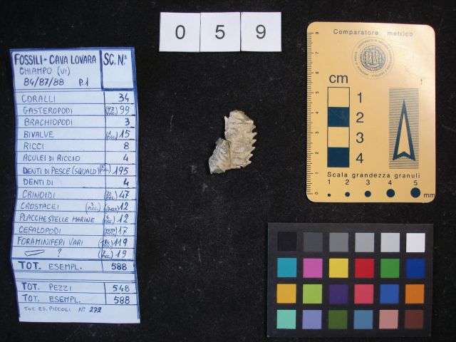 fossile (crostaceo, esemplare)