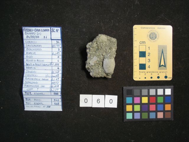 fossile (crostaceo, esemplare)