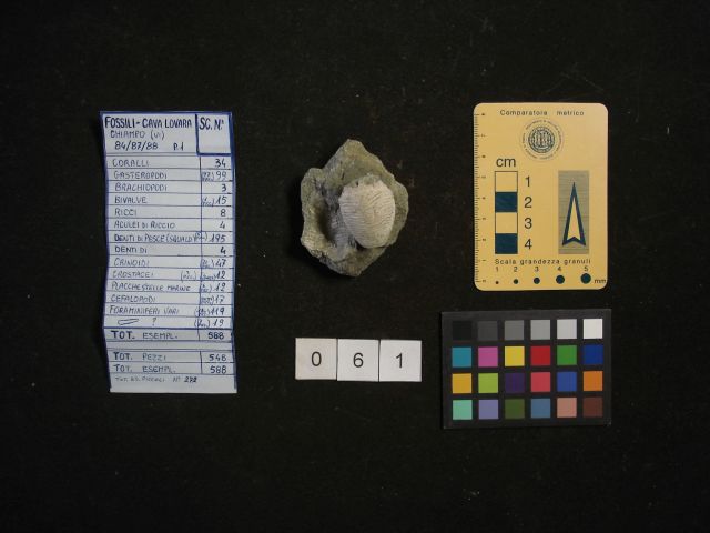 fossile (crostaceo, esemplare)