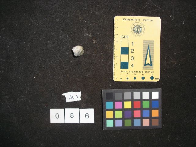 fossile (crostaceo, esemplare)