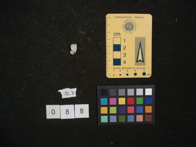 fossile (crostaceo, esemplare)