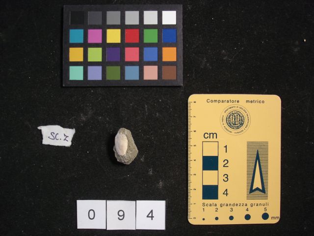 fossile (crostaceo, esemplare)