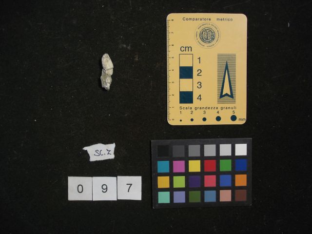 fossile (crostaceo, esemplare)