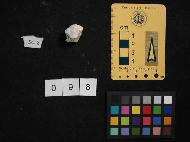 fossile (crostaceo, esemplare)