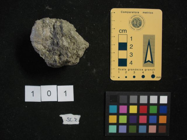 fossile (crostaceo, esemplare)