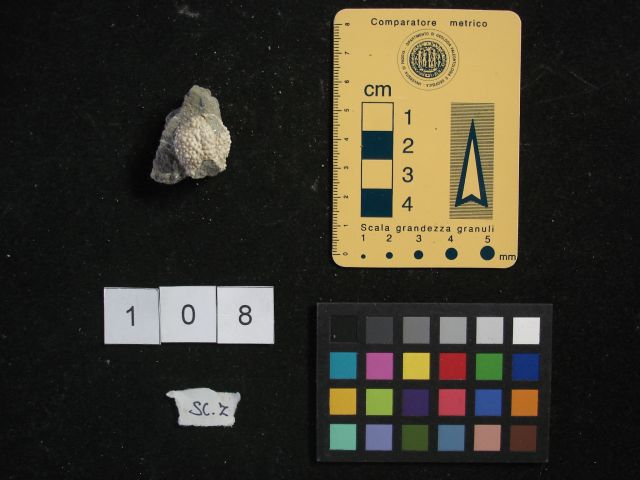 fossile (crostaceo, esemplare)