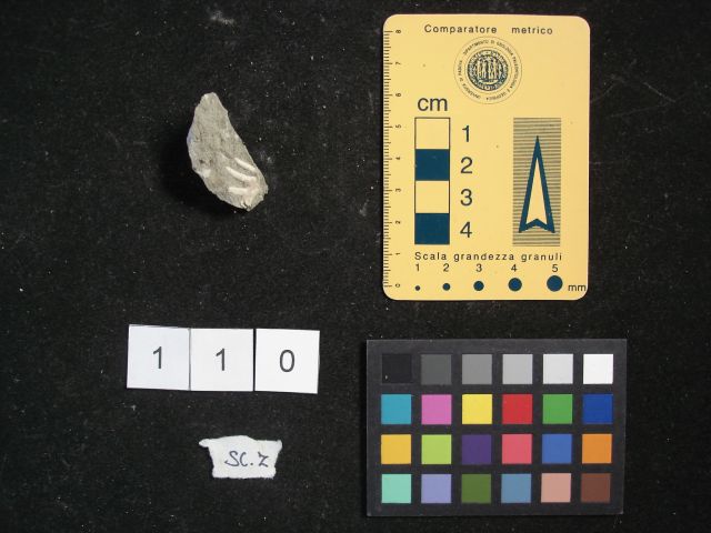 fossile (crostaceo, esemplare)