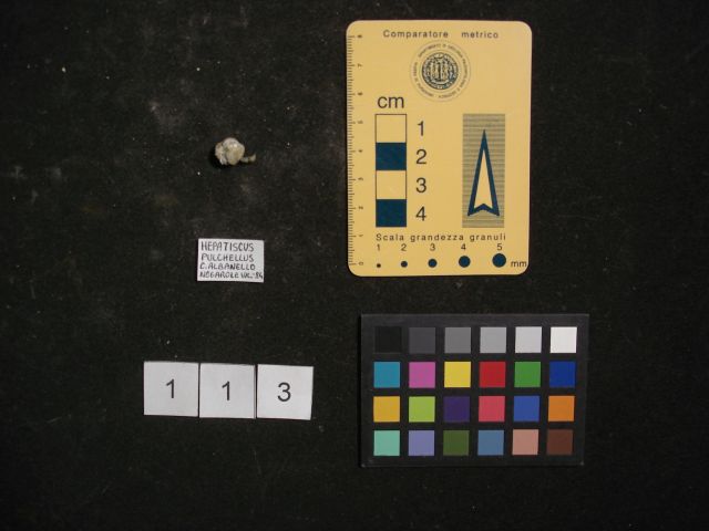 fossile (crostaceo, esemplare)