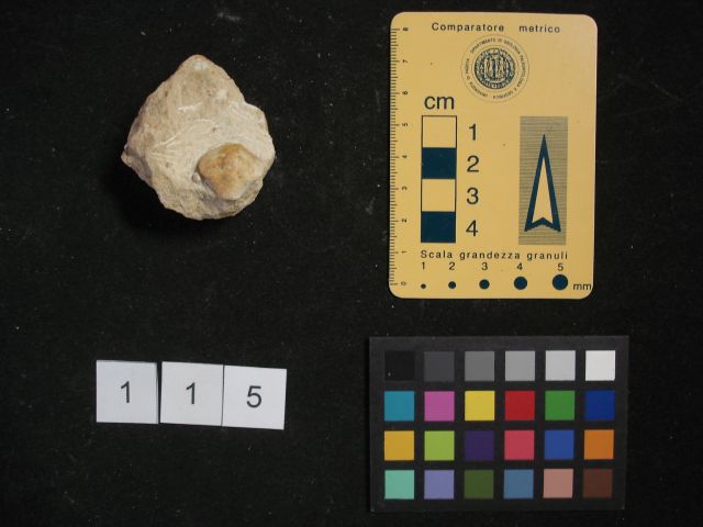 fossile (crostaceo, esemplare)