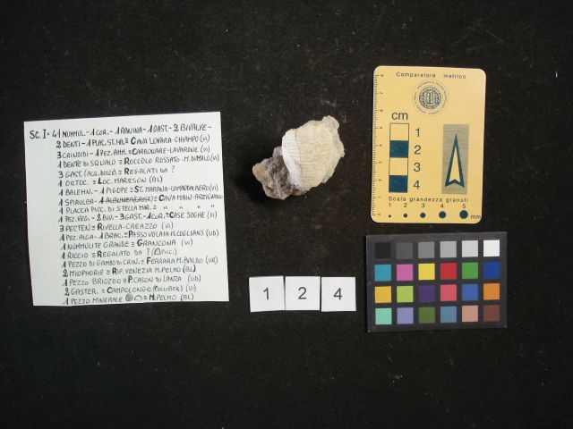 fossile (crostaceo, esemplare)