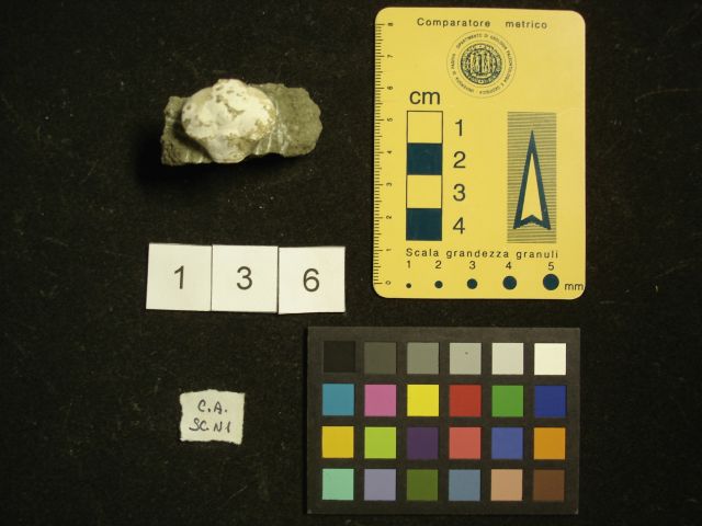 fossile (crostaceo, esemplare)