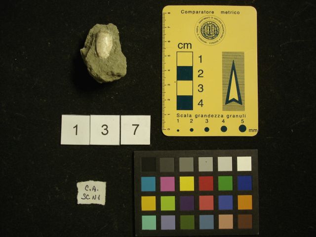 fossile (crostaceo, esemplare)