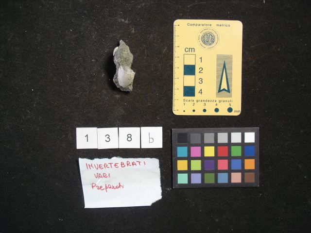 fossile (crostaceo, esemplare)