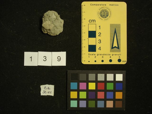 fossile (crostaceo, esemplare)