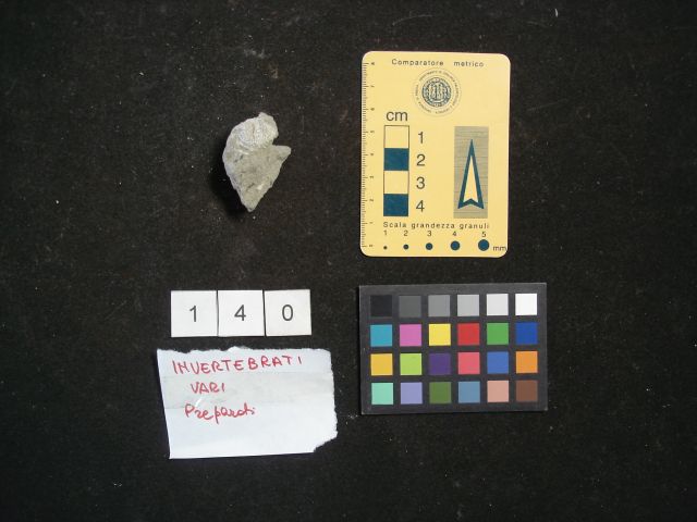 fossile (crostaceo, esemplare)