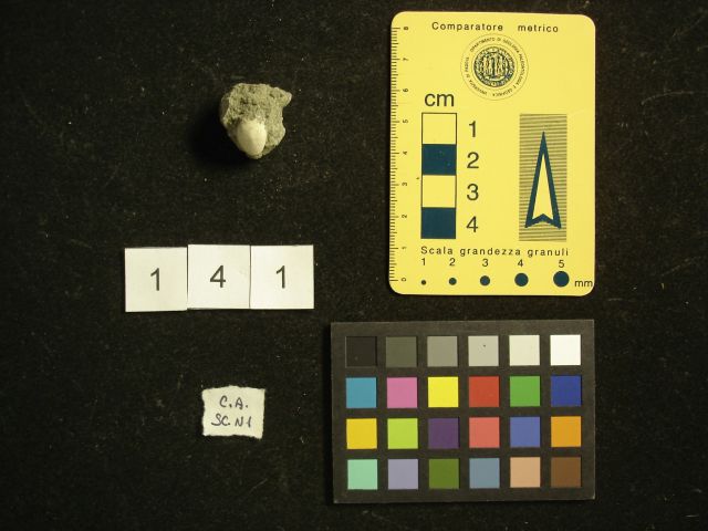 fossile (crostaceo, esemplare)