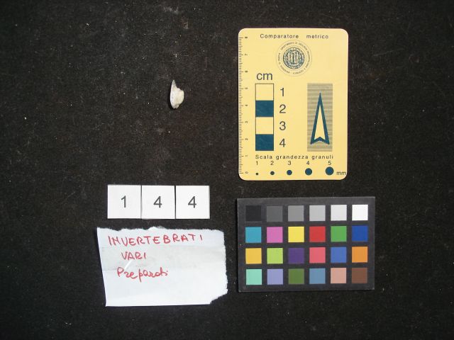 fossile (crostaceo, esemplare)