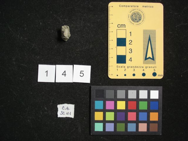 fossile (crostaceo, esemplare)