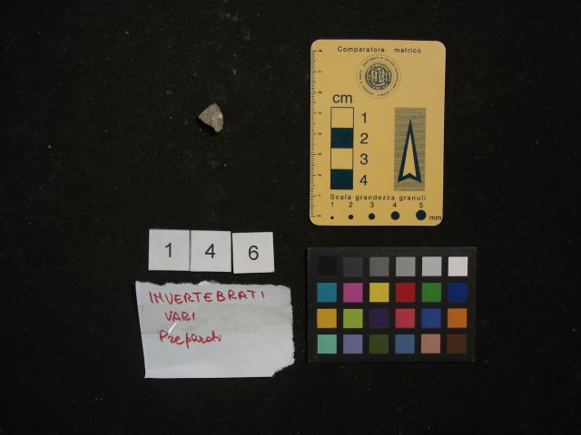 fossile (crostaceo, esemplare)