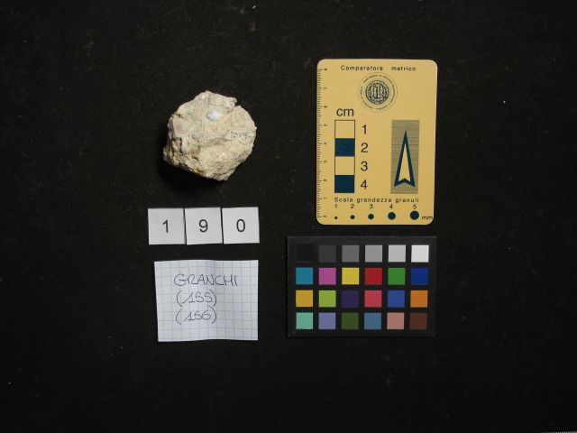 fossile (crostaceo, esemplare)