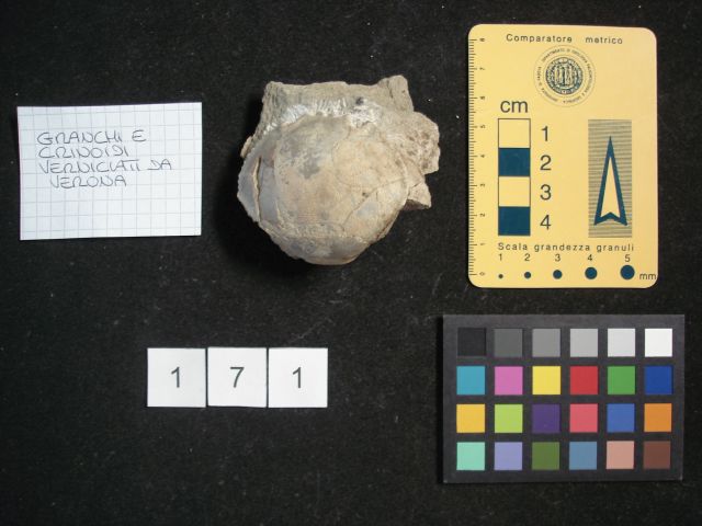 fossile (crostaceo, esemplare)