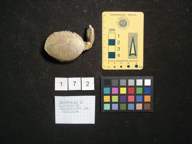 fossile (crostaceo, esemplare)