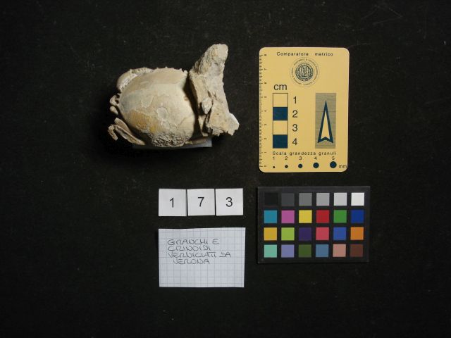 fossile (crostaceo, esemplare)