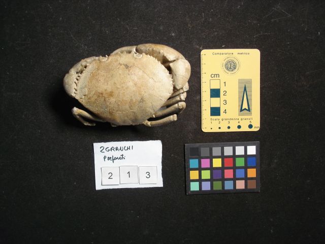 fossile (crostaceo, esemplare)