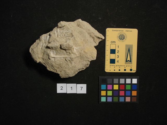 fossile (crostaceo, esemplare)