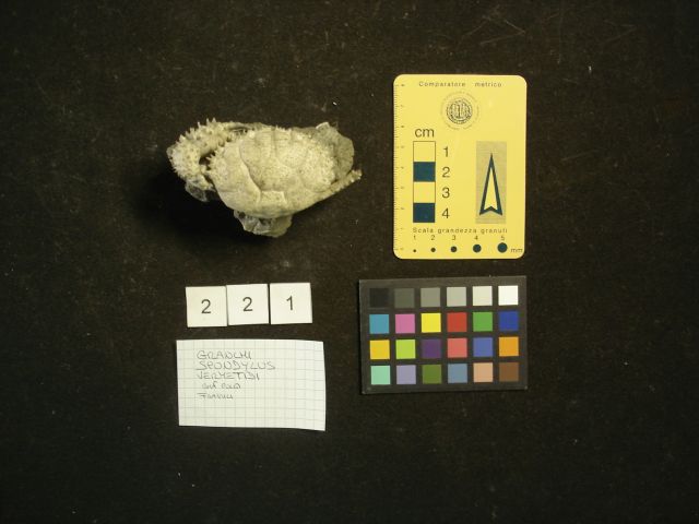 fossile (crostaceo, esemplare)