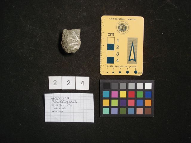 fossile (crostaceo, esemplare)