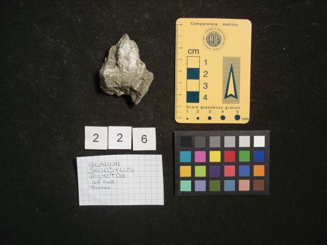 fossile (associazione fossile)