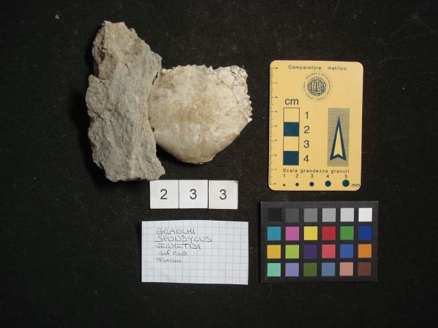 fossile (crostaceo, esemplare)